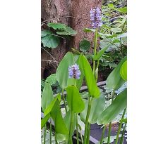 Modráska  (Pontederia cordata)