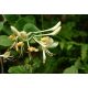 Ruže z Jericha žlutá(Lonicera caprifolium)