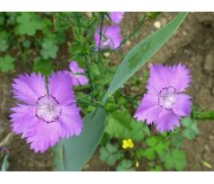 Dianthus amurensis