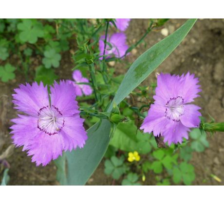 Dianthus amurensis