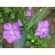 Dianthus amurensis