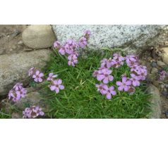 Mydlice nízká (Saponaria pumila)