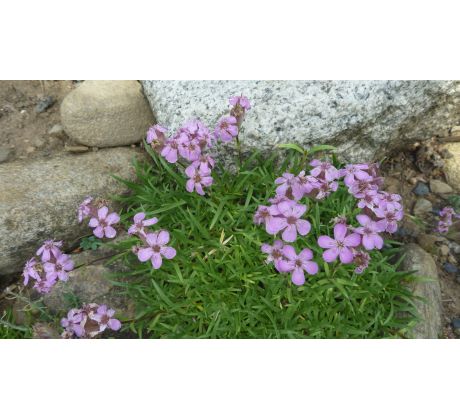 Mydlice nízká (Saponaria pumila)