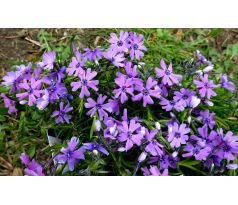 Skalkový floxík 15 (Phlox subulata)