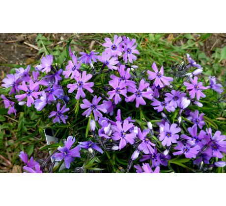 Skalkový floxík 28(Phlox subulata)