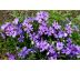 Skalkový floxík 28(Phlox subulata)