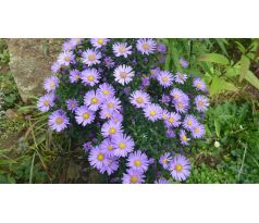 Aster dumosus 2