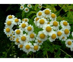 Řimbaba, zlatolistá(Tanacetum parthenium)