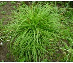 Carex caryophyllea " Beatles "