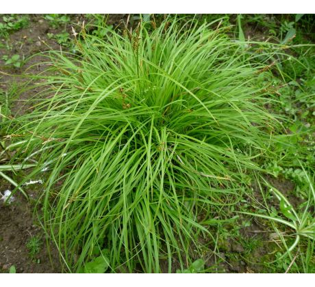 Carex caryophyllea " Beatles "