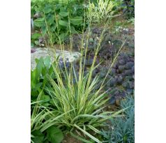 Molinia caerulea " Variegata "