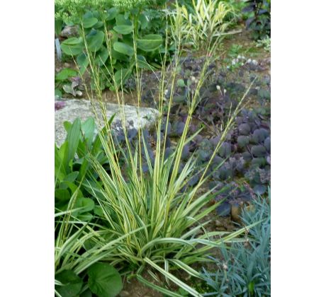 Molinia caerulea " Variegata "