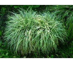 Carex firma " Variegata "