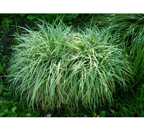 Carex firma " Variegata "