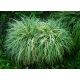 Carex firma " Variegata "