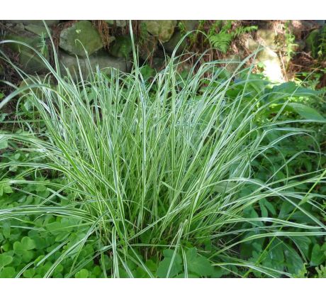 Calamagrostis arundinacea " Overdam "