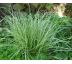 Calamagrostis arundinacea " Overdam "