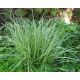 Calamagrostis arundinacea " Overdam "