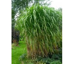 Miscanthus chinensis " Giganteus "