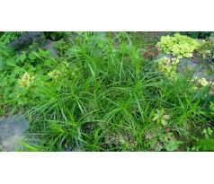 Carex muskingumensis