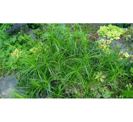 Carex muskingumensis