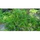 Carex muskingumensis