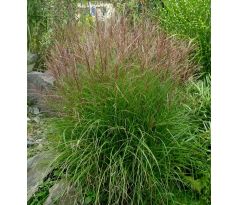 Miscanthus sinensis " Gracillimus "