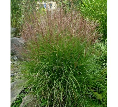 Miscanthus sinensis " Gracillimus "