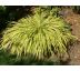 Rákosník " Aureomarginata "(Haconechloa macra)