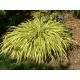 Rákosník " Aureomarginata "(Haconechloa macra)