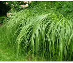 Spartina pectinata "Aureomarginata