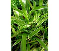 Carex siderosticha " Variegata "