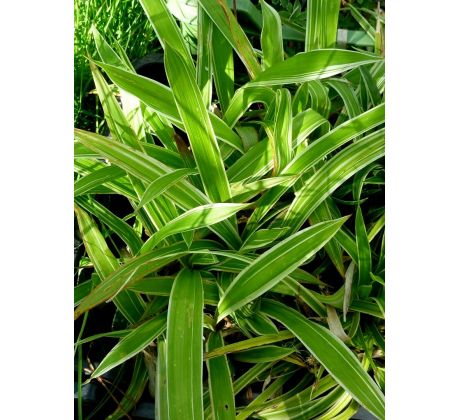 Carex siderosticha " Variegata "