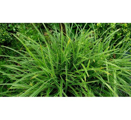 Carex morowii " Variegata"