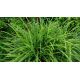 Carex morowii " Variegata"