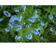 Pomněnka bahenní (Myosotis palustris)