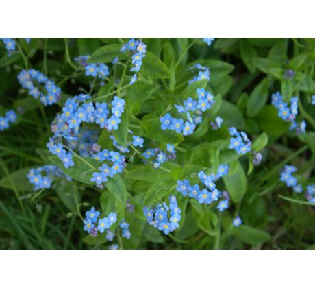 Pomněnka bahenní (Myosotis palustris)