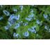 Pomněnka bahenní (Myosotis palustris)