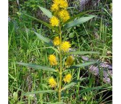 Bazanovec (Lysimachia thirsifolia)