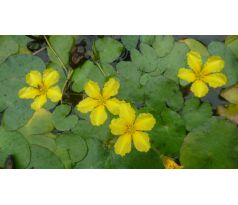 Plavín (Nymphoides peltata)