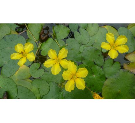 Plavín (Nymphoides peltata)