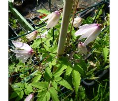 drobnokvětý Plamének " Willy " (Clematis alpina " Willy ")