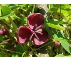 Akebie (Akebia quinata)