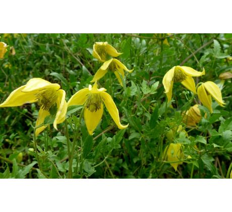 Žlutý plamének (Clematis tangutica)