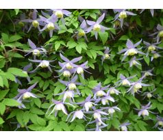 Botanický Plamének (Clematis alpina)