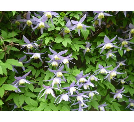 Barevný Botanický Plamének (Clematis alpina)