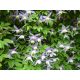 Barevný Botanický Plamének (Clematis alpina)