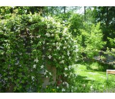 Plamenek botanický (Clematis macropetala alba)