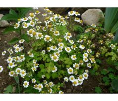 Řimbaba (Tanacetum parthenium)