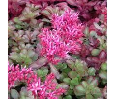 Sedum 4